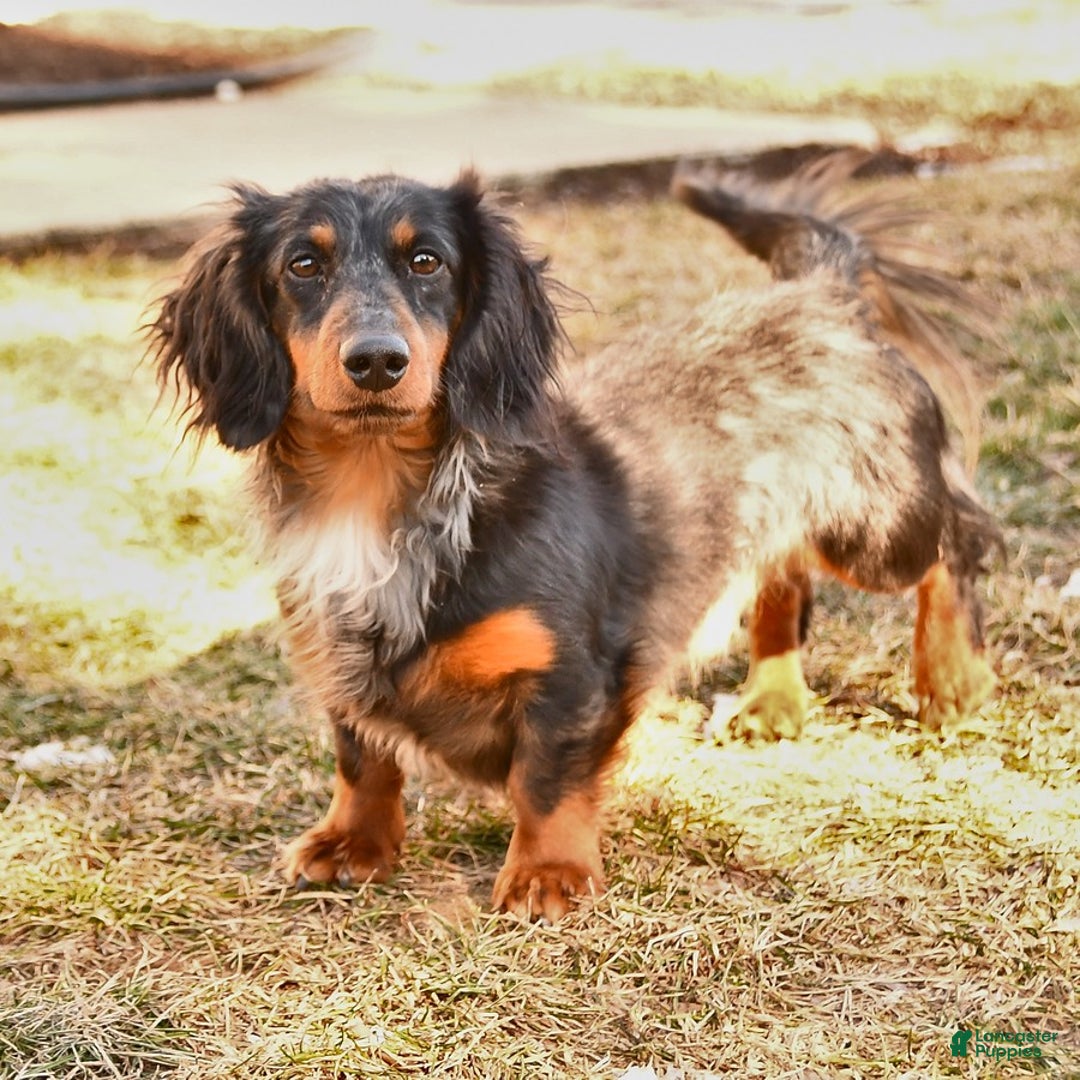Miniature Dachshund dogs for sale: Ember - Image 6