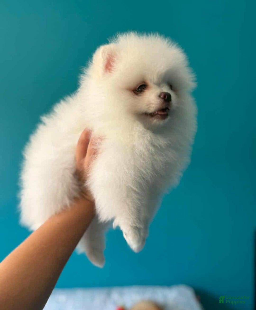 Pomeranian dogs for sale: Sasha - Image 4