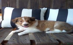 Collie dogs for sale: Dixie - Image 6