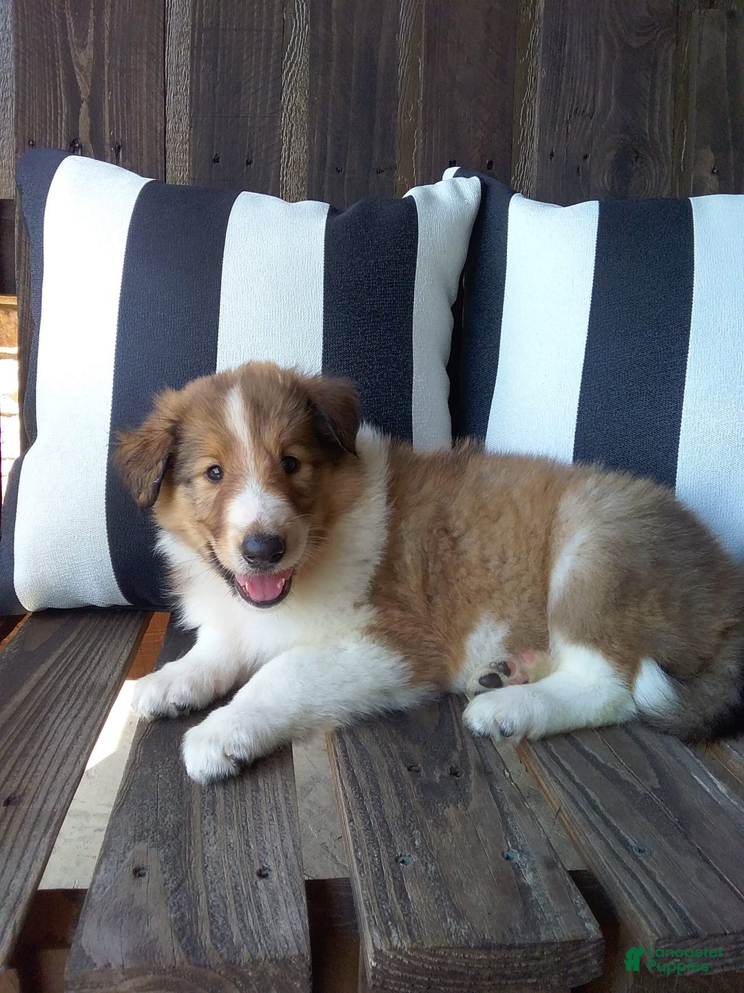 Collie dogs for sale: Dixie - Image 6