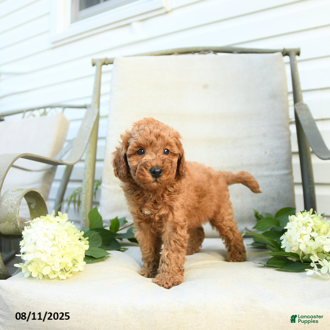 Mini Goldendoodle dogs for sale: Jason - Image 2