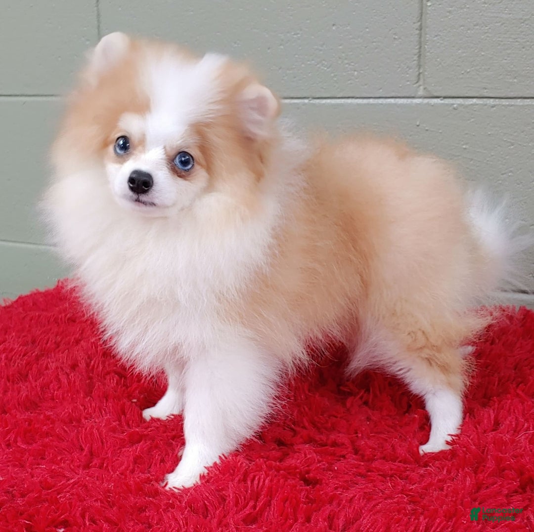 Pomeranian dogs for sale: Simon - Image 12