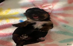 Yorkshire Terrier dogs for sale: Marcie - Image 4