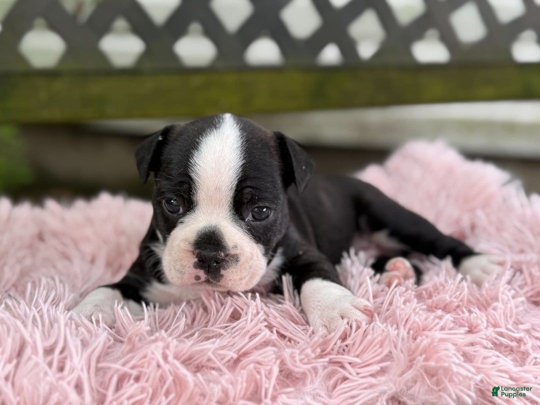 Frenchton dogs for sale: Jax - Image 12
