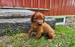 Irish Setter dogs for sale: Blake - Image 1