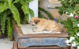 Havanese dogs for sale: Tanner - Image 3