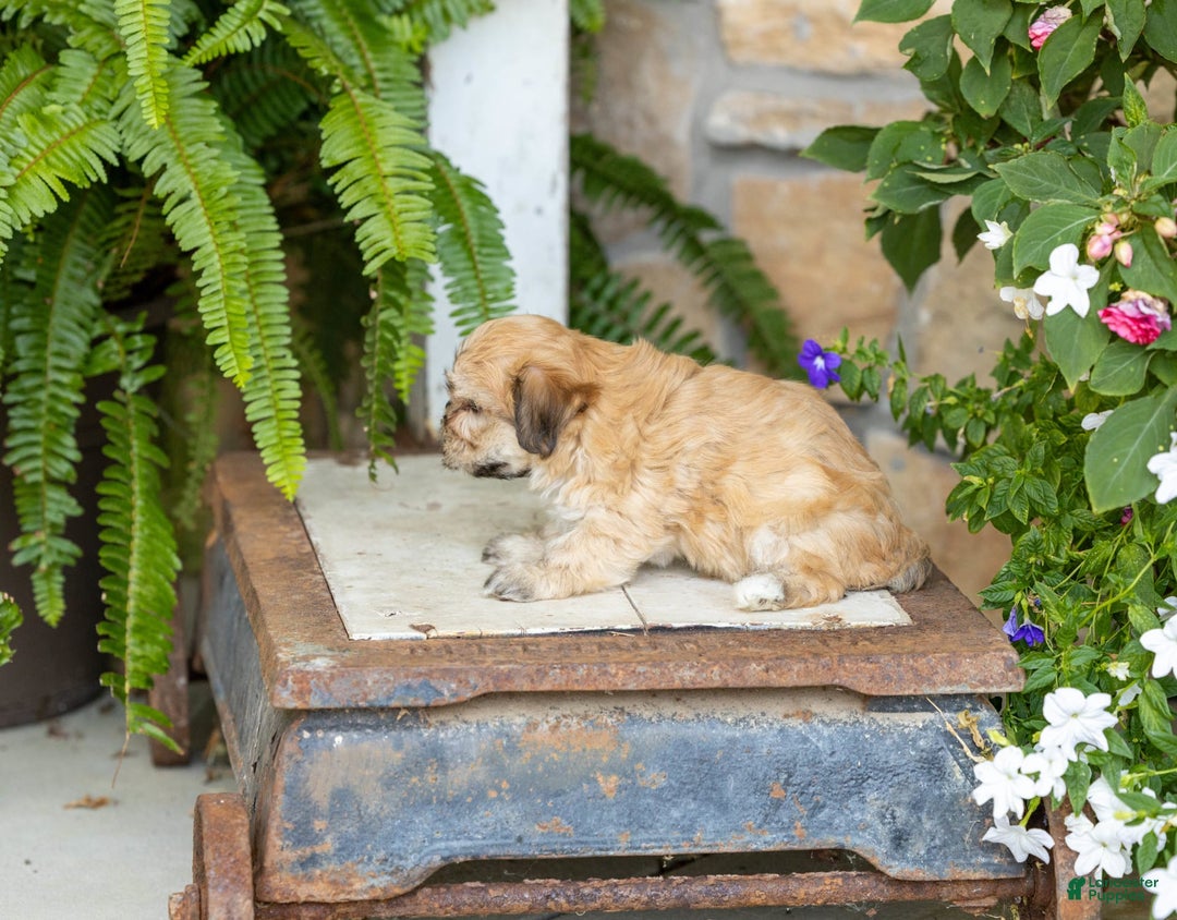 Havanese dogs for sale: Tanner - Image 3