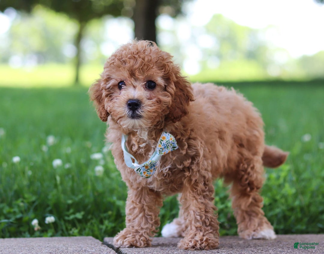 Cavapoo dogs for sale: Robin - Image 5