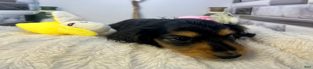 Ramona