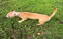 American Pit Bull Terrier dogs for sale: Helga - Image 11
