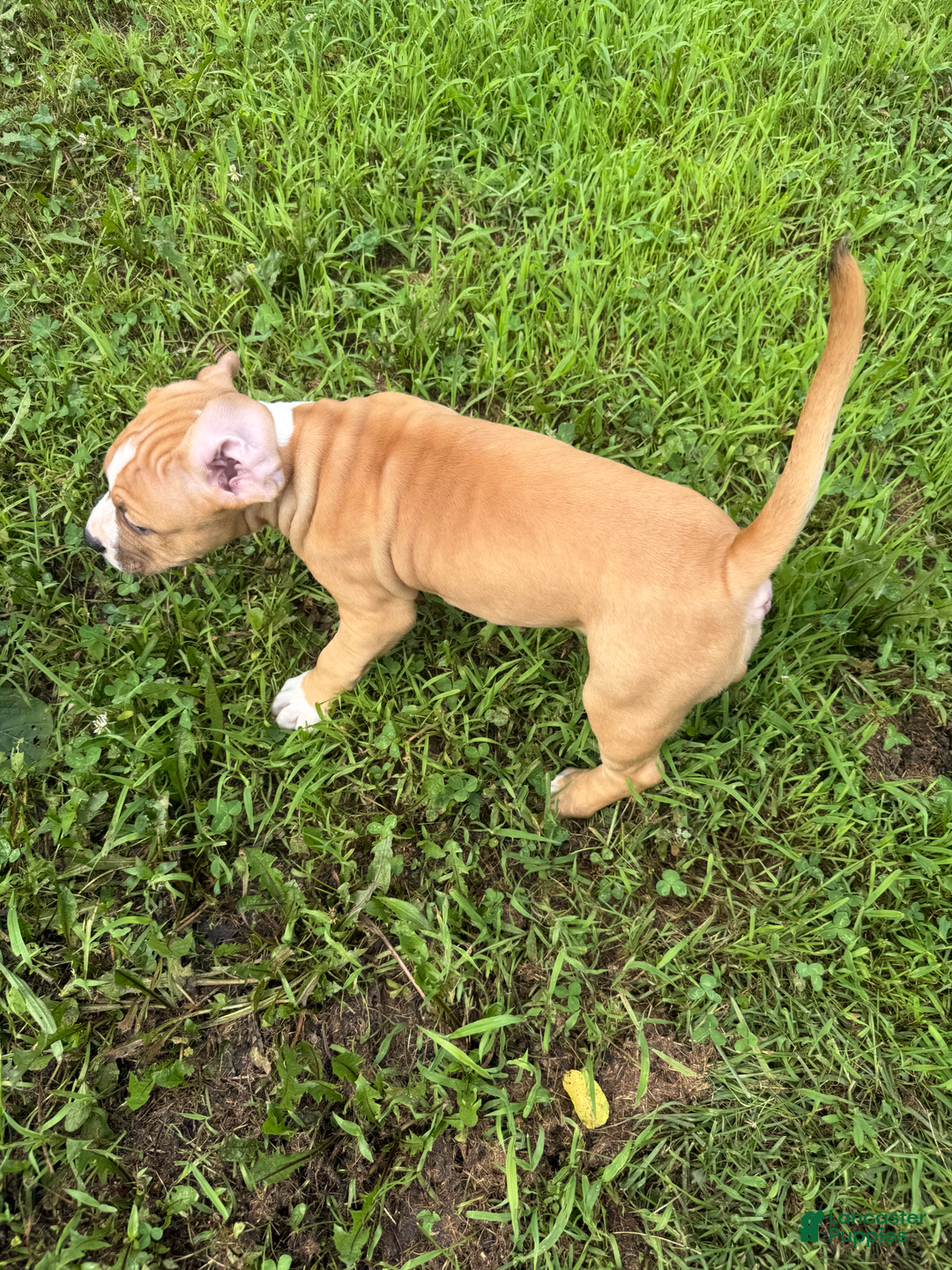 American Pit Bull Terrier dogs for sale: Helga - Image 11