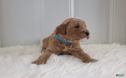 Mini Goldendoodle dogs for sale: Milo F1b - Image 6