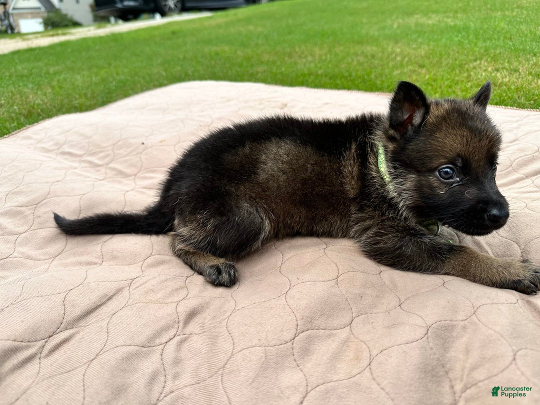 German Shepherd dogs for sale: Green Collar - Image 1