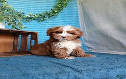 Havanese dogs for sale: Bryson - Image 6