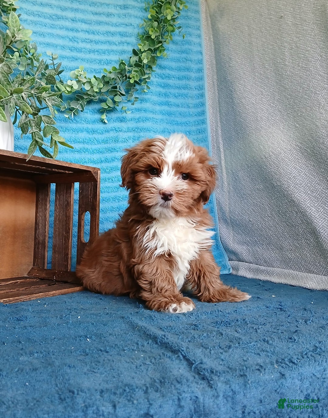 Havanese dogs for sale: Bryson - Image 6