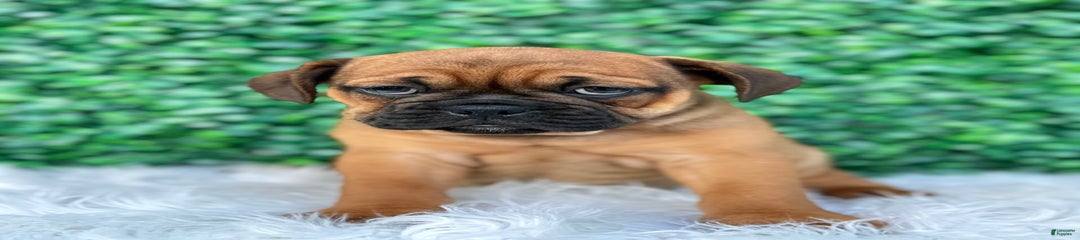 Jax