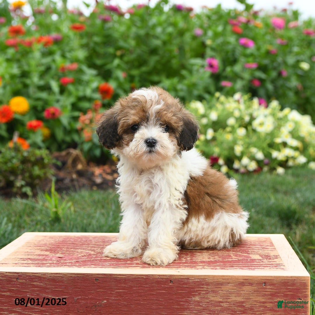 Miniature Poodle dogs for sale: Nugget - Image 4