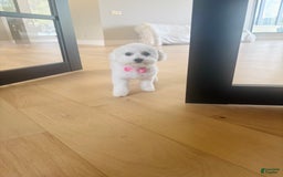 Bichon Frise dogs for sale: Zoe - Image 2