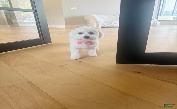 Bichon Frise dogs - Advert 11