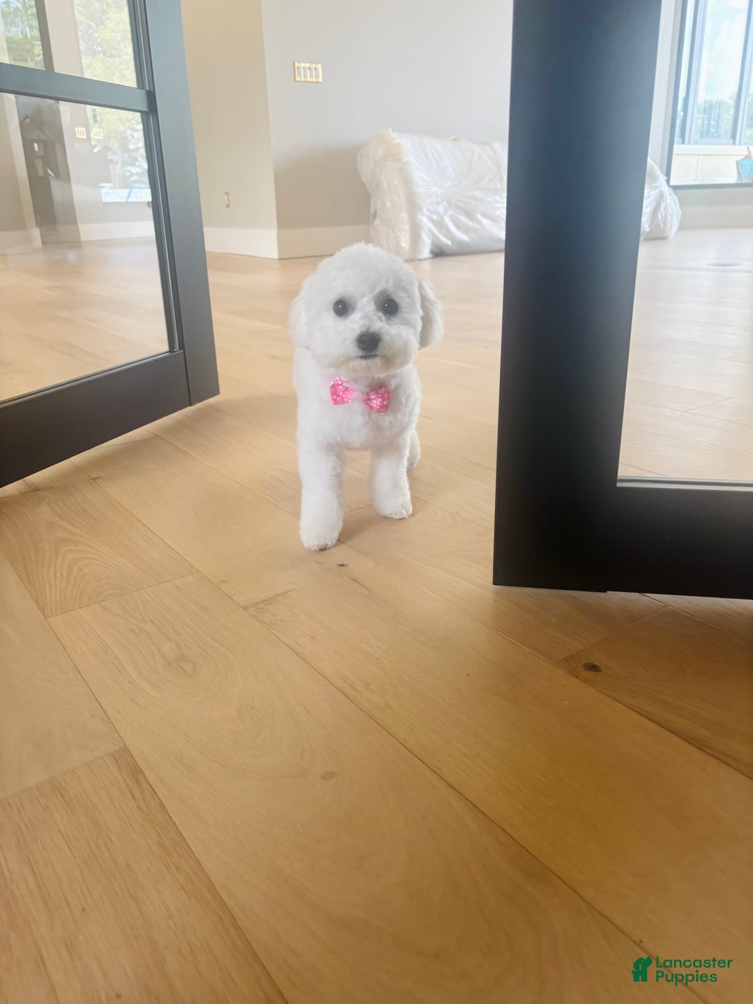 Bichon Frise dogs for sale: Zoe - Image 2