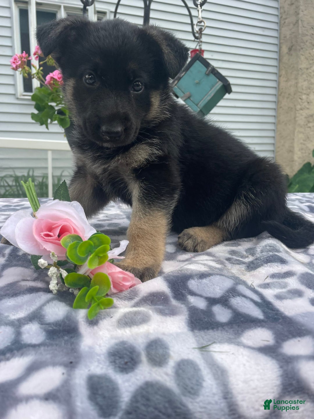 German Shepherd dogs for sale: Sally - Image 4