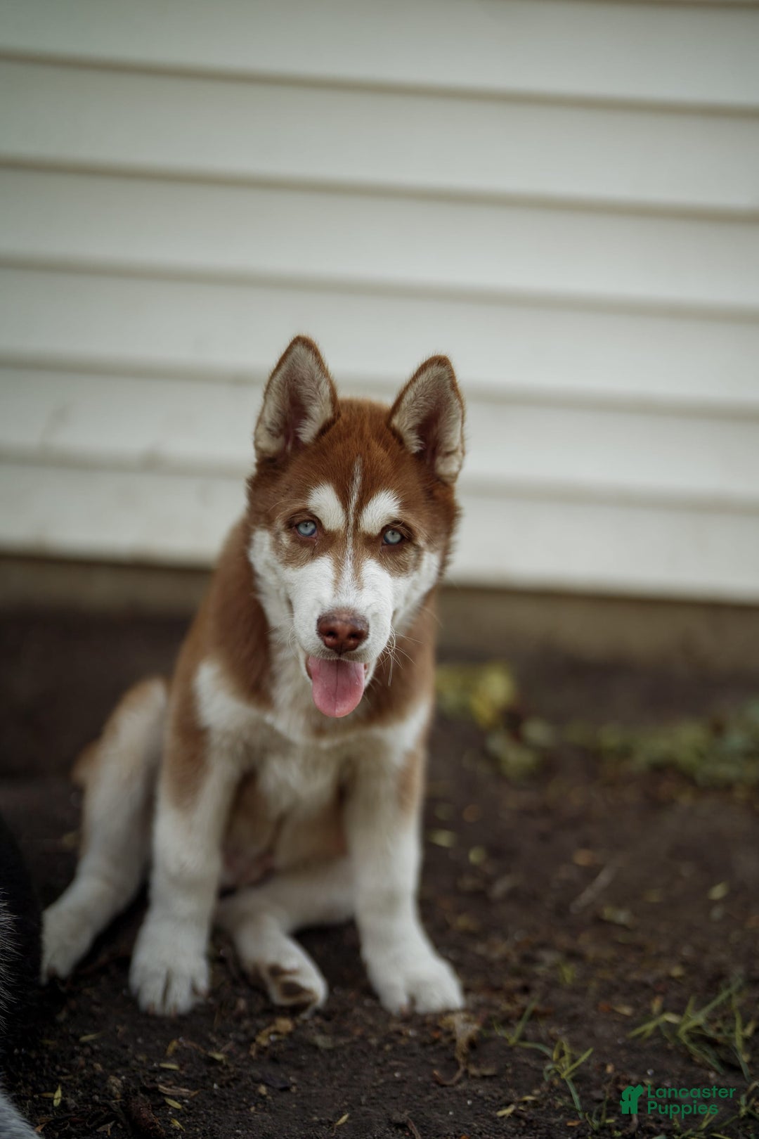 Siberian Husky dogs for sale: Ziggy - Image 3