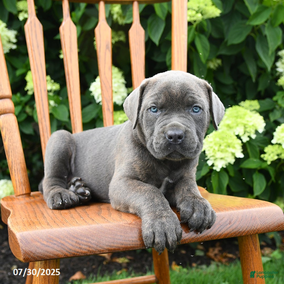 Cane Corso dogs for sale: Stella - Image 4