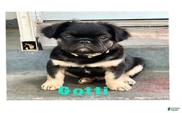 French Bulldog dogs for sale: Gotti - Image 5