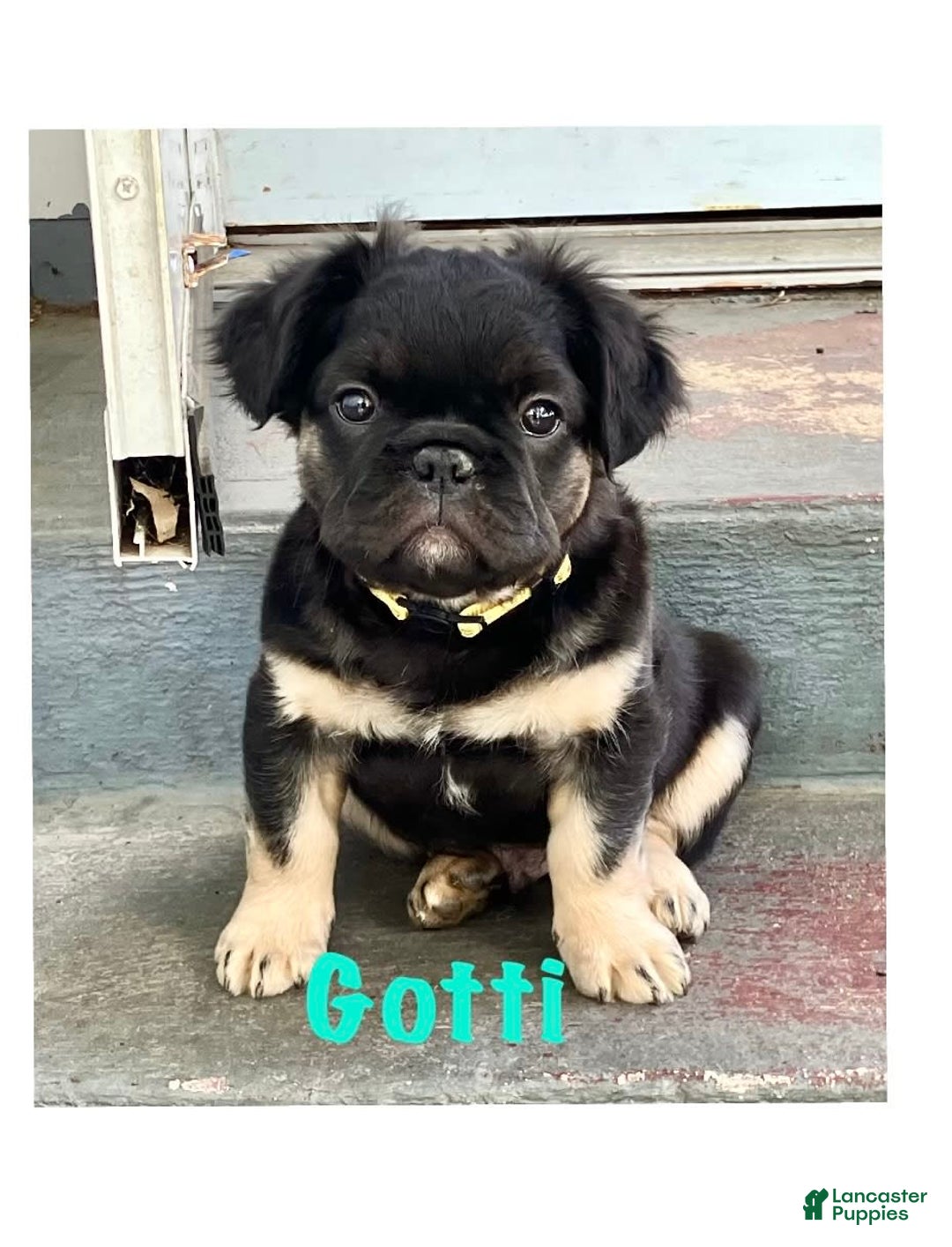 French Bulldog dogs for sale: Gotti - Image 5