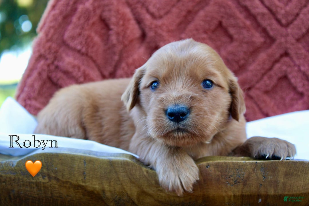 Golden Retriever dogs for sale: Robyn - Image 7