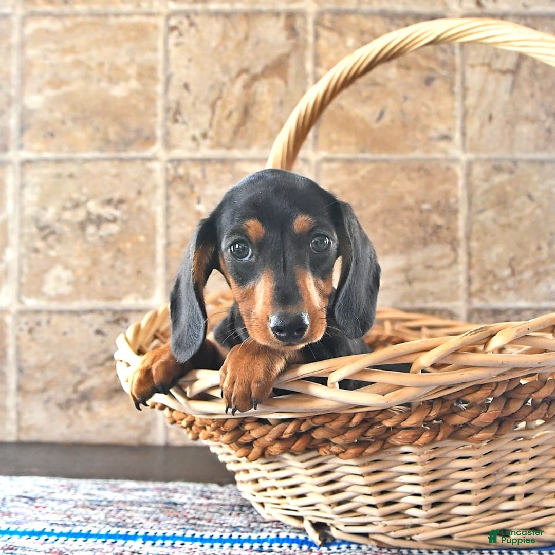 Miniature Dachshund dogs for sale: Sheba - Image 3