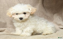 Maltipoo dogs for sale: Cody - Image 4