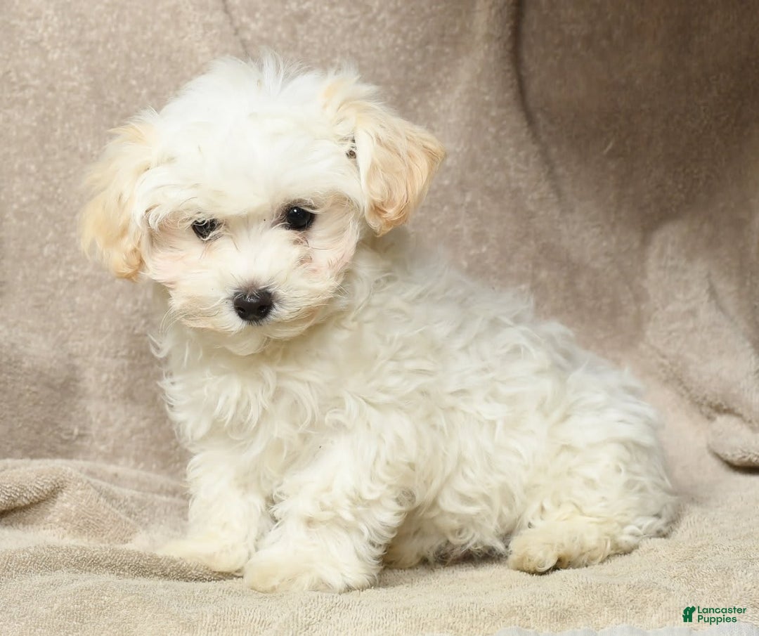Maltipoo dogs for sale: Cody - Image 4