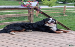 Bernese Mountain Dog dogs for sale: Charlie - Image 1