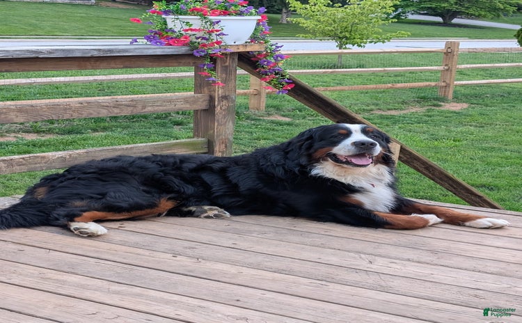 Bernese Mountain Dog dogs for sale - Ad 1