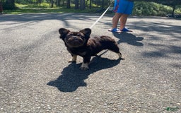 French Bulldog dogs for sale: Gabby - Image 1