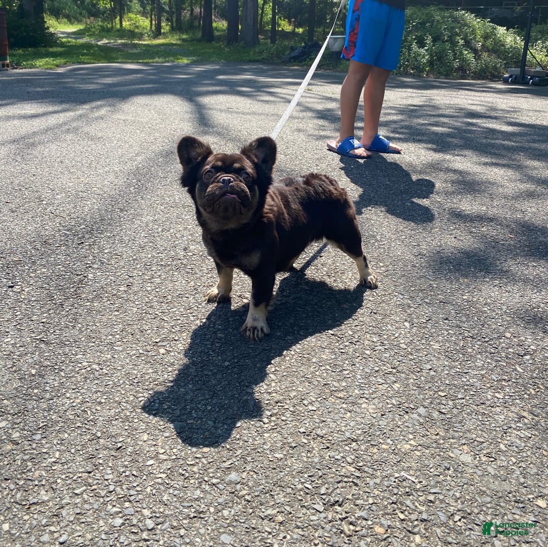 French Bulldog dogs for sale: Gabby - Image 1