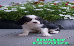 Cavalier King Charles Spaniel dogs for sale: Dexter - Image 1