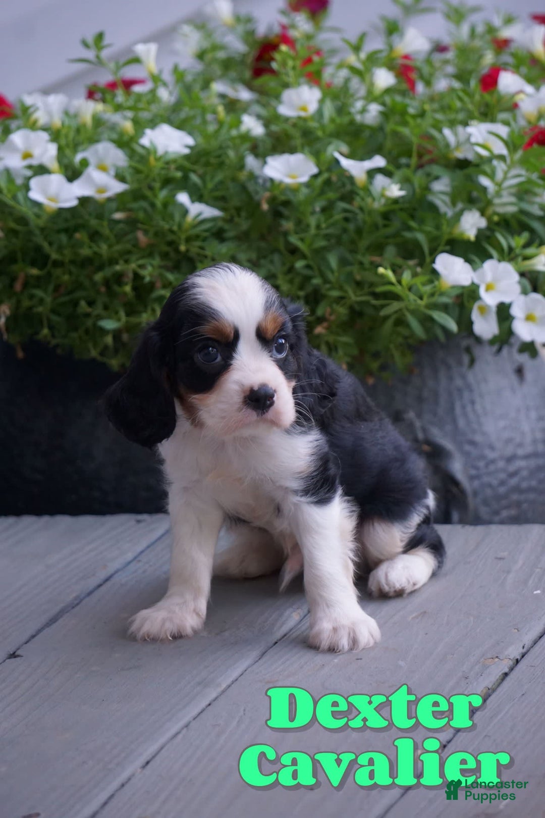 Cavalier King Charles Spaniel dogs for sale: Dexter - Image 1