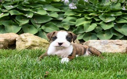 Boxer dogs for sale: Dozer - Image 5
