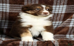 Australian Shepherd dogs for sale: Buster - Image 3