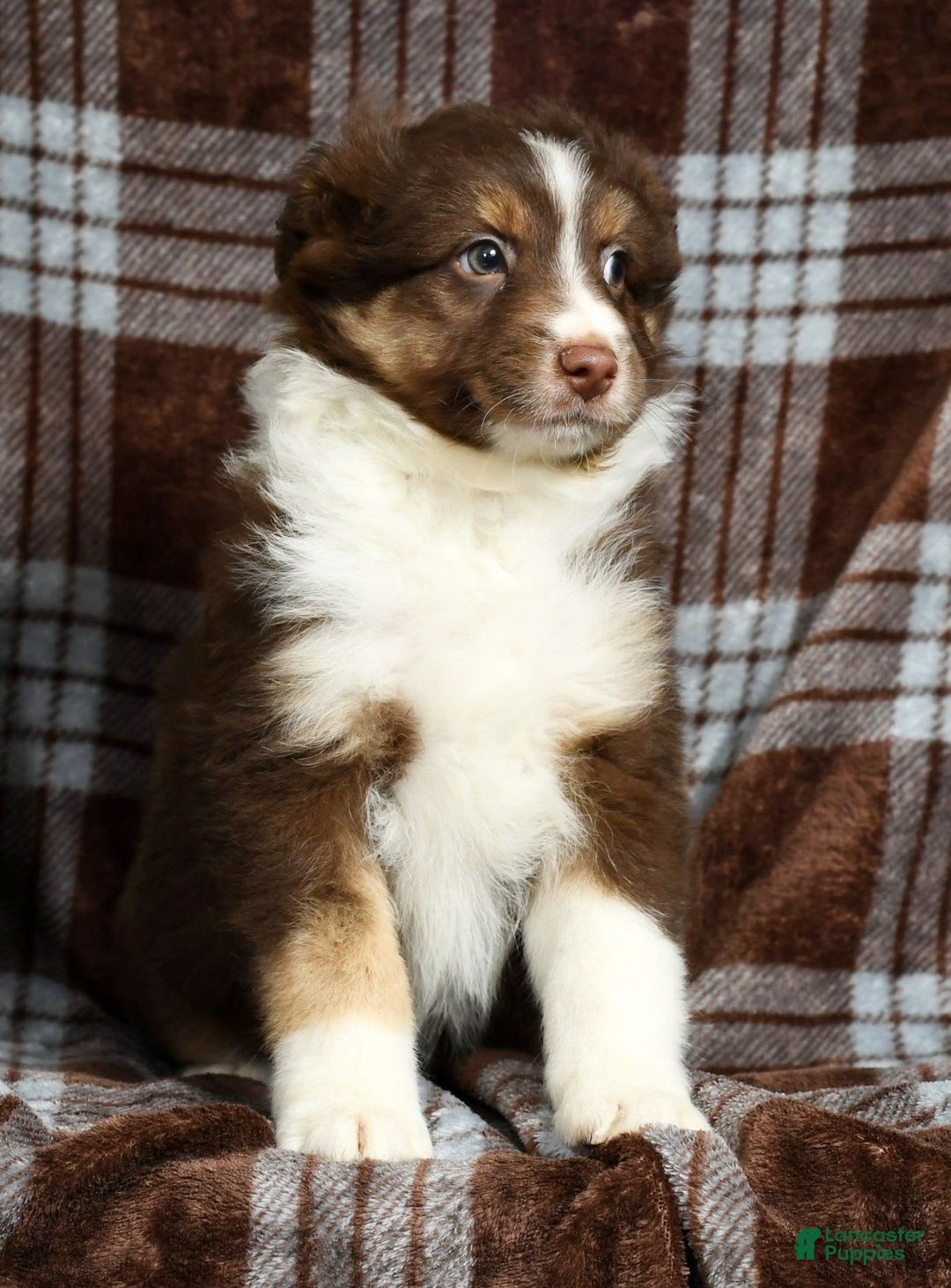 Australian Shepherd dogs for sale: Buster - Image 3
