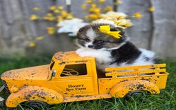 Pomeranian dogs for sale: Nirvana - Image 5