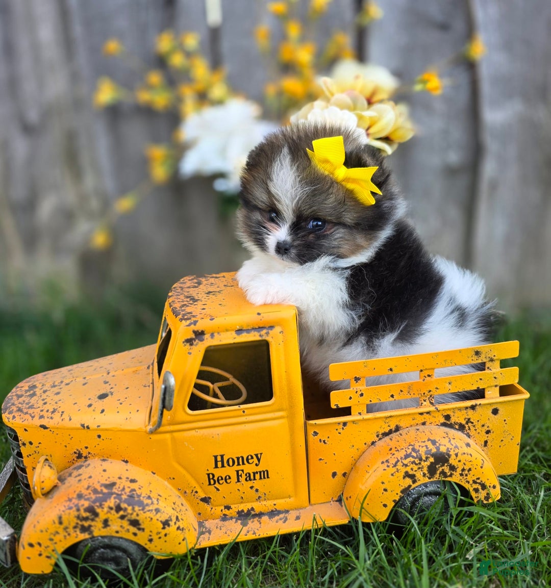 Pomeranian dogs for sale: Nirvana - Image 5