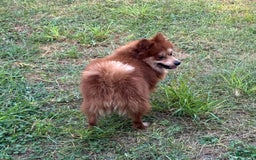 Pomeranian dogs for sale: Winston - Image 5