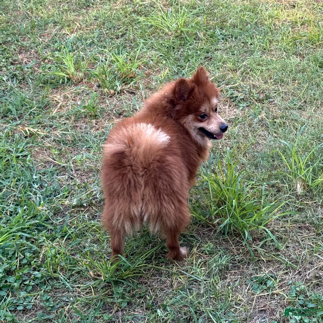 Pomeranian dogs for sale: Winston - Image 5