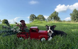 Boston Terrier dogs for sale: Lance - Image 4