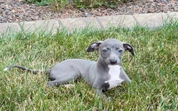Italian Greyhound dogs for sale: Jenna - Image 5