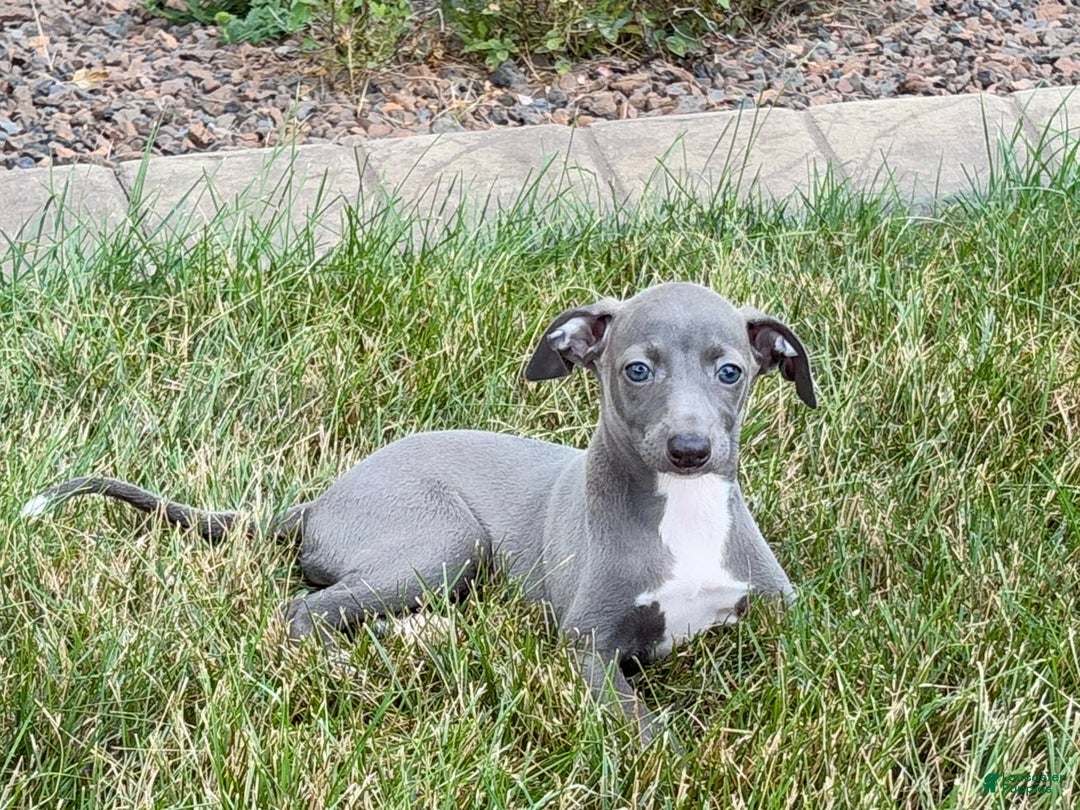 Italian Greyhound dogs for sale: Jenna - Image 5