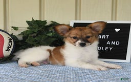 Papillon dogs for sale: Pongo - Image 12